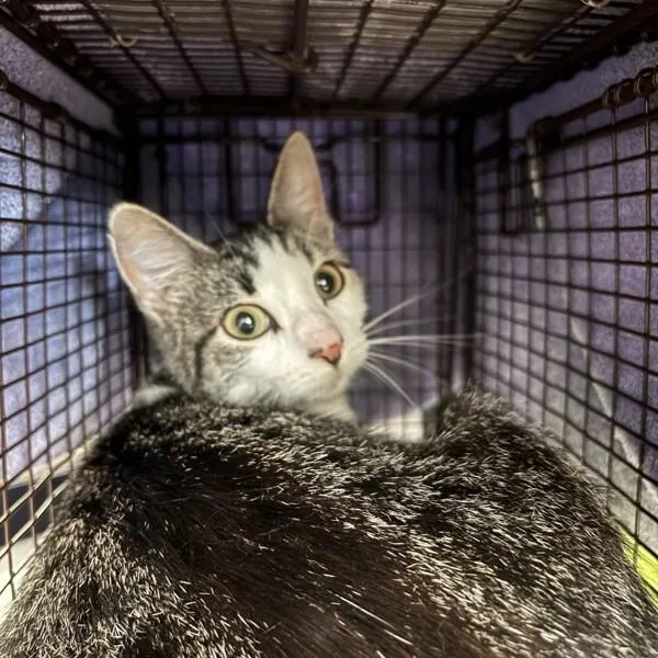 An adult small-sized female Domestic Short Hair cat named Bernadette for adoption in Des Moines, IA