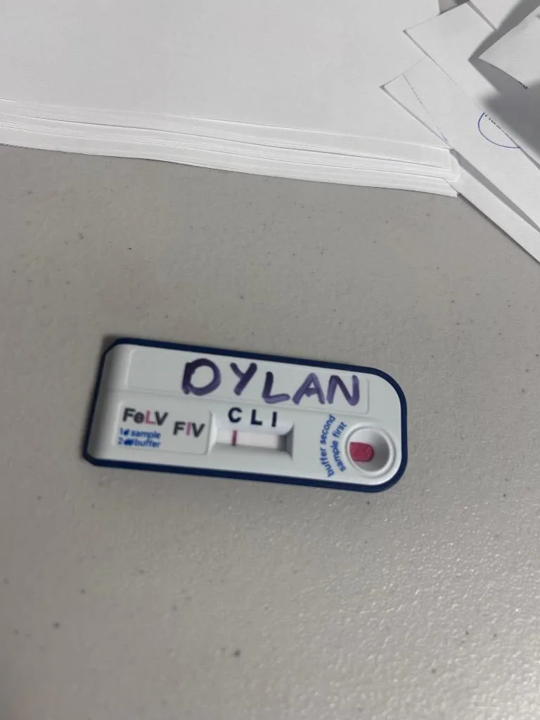 Dylan