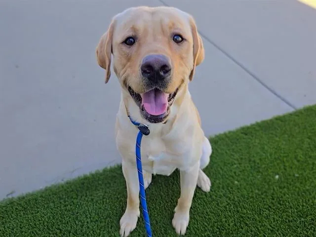 A young large-sized male Labrador Retriever dog named Fantabulous for adoption in Auburn, CA