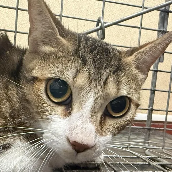 A young small-sized female Domestic Short Hair cat named Ferrari for adoption in Salisbury, MD