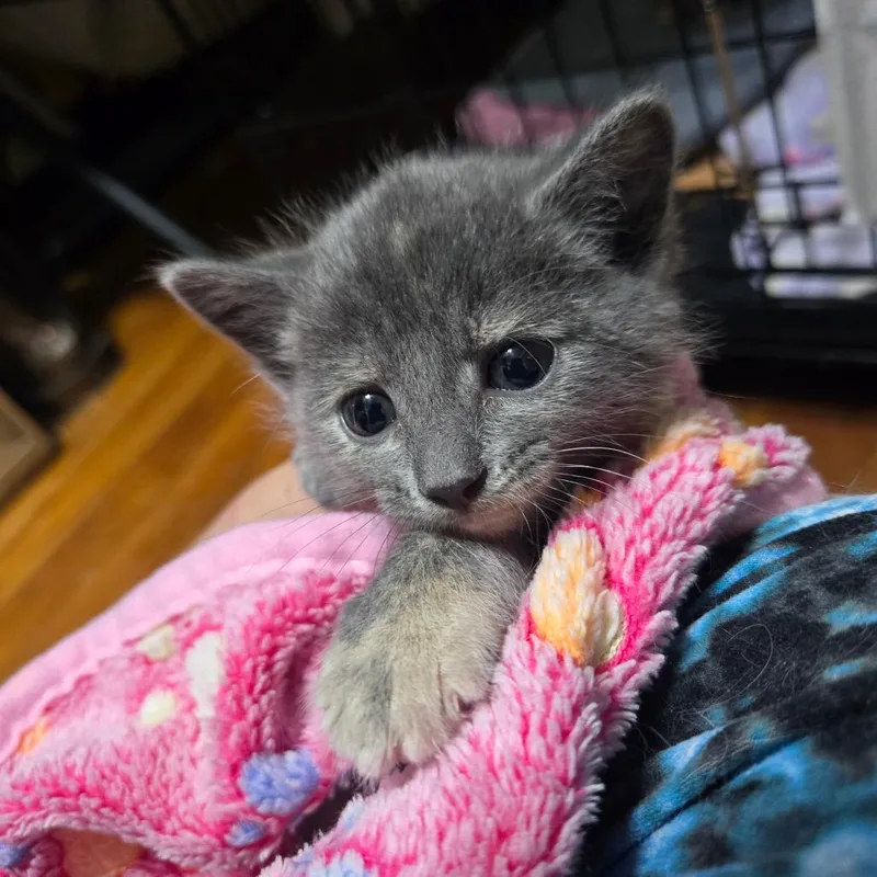 A baby small-sized female Tortoiseshell Domestic Short Hair cat named Jam McGuire for adoption in Eagle Mountain, UT