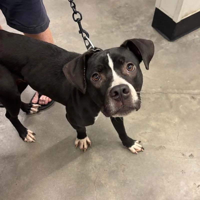 An adult medium-sized male Black Terrier dog named Wyatt for adoption in Tampa, FL