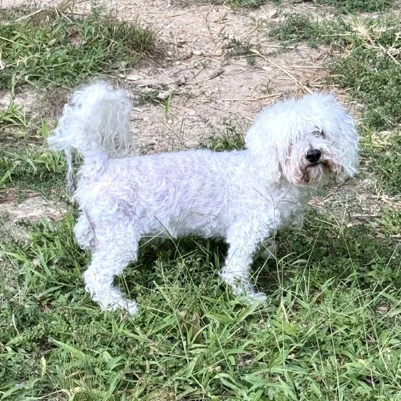 A senior small-sized male White / Cream Poodle dog named Shorty for adoption in Waldorf, MD