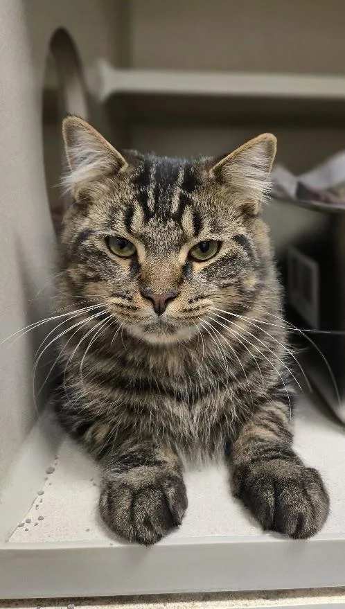 A young medium-sized male Tabby (Brown / Chocolate) Tabby cat named Blue for adoption in New Rochelle, NY