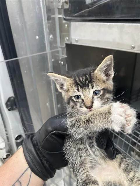 A baby medium-sized male Domestic Medium Hair cat named Biscotti for adoption in Dallas, TX