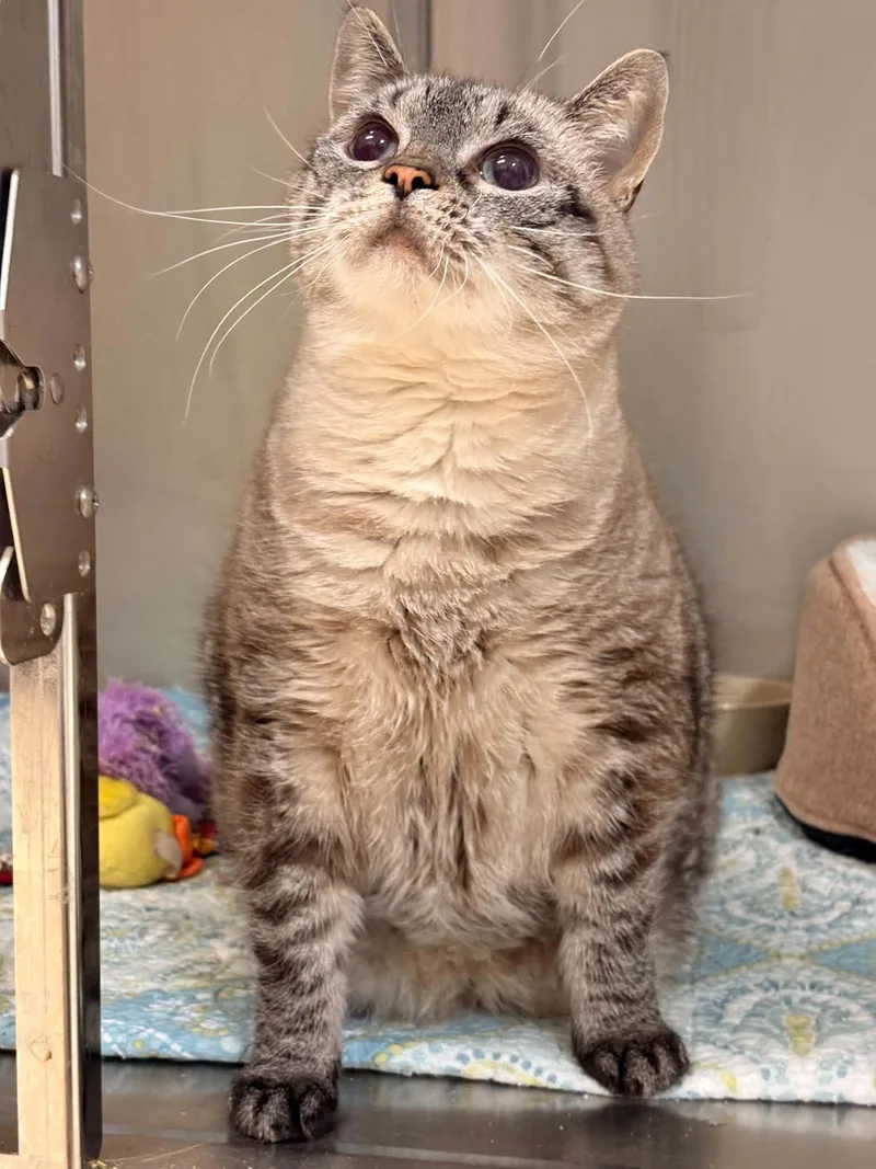 An adult large-sized female Tabby (Gray / Blue / Silver) Domestic Short Hair cat named Asteria for adoption in Paris, ME