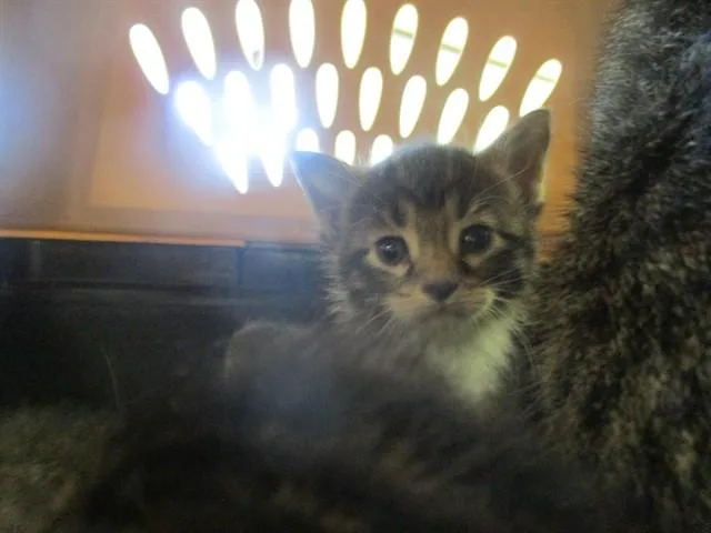 A baby small-sized male Domestic Short Hair cat named Lover Boy for adoption in Ocala, FL