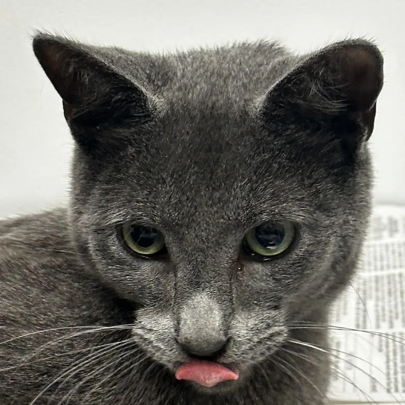 Gravy Boat thumbnail 3