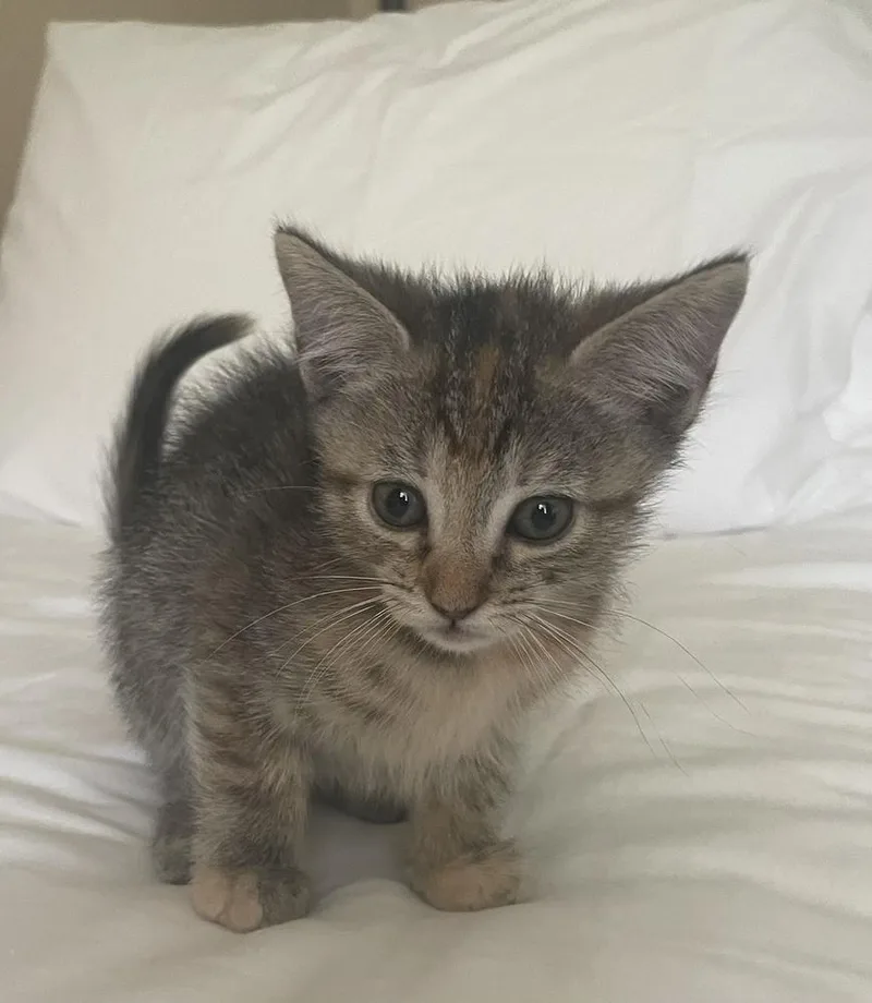 A baby small-sized female Domestic Short Hair cat named Violet for adoption in Wilmington, NC