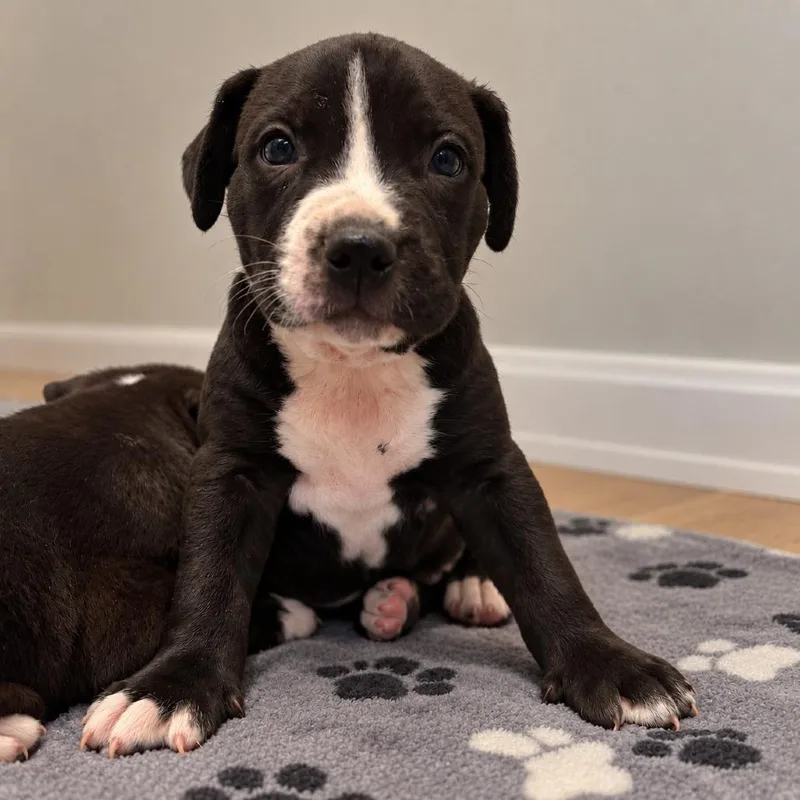 A baby small-sized male American Bulldog dog named Van Howlen for adoption in Cartersville, GA