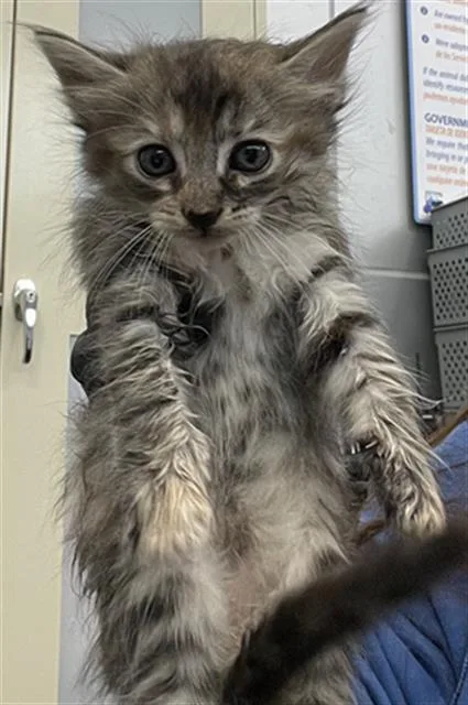 A baby medium-sized female Domestic Short Hair cat named Jewel for adoption in Dallas, TX