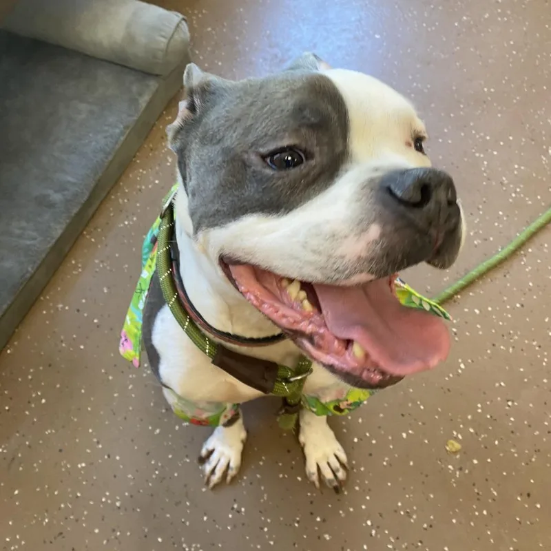 A senior medium-sized male White / Cream American Staffordshire Terrier dog named Knuckles for adoption in Belleville, IL