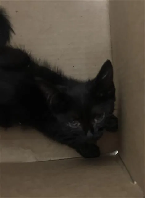 A baby medium-sized female Domestic Short Hair cat named Minnie for adoption in Dallas, TX