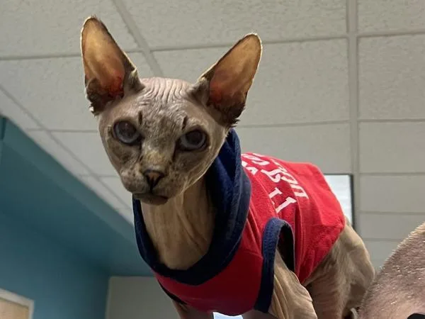 An adult small-sized male Sphynx / Hairless Cat cat named Beams for adoption in Portland, OR