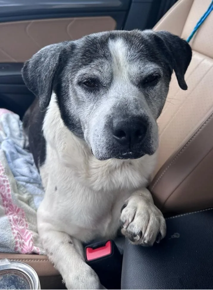 A senior medium-sized male Black Labrador Retriever dog named Matthew for adoption in Houston, TX