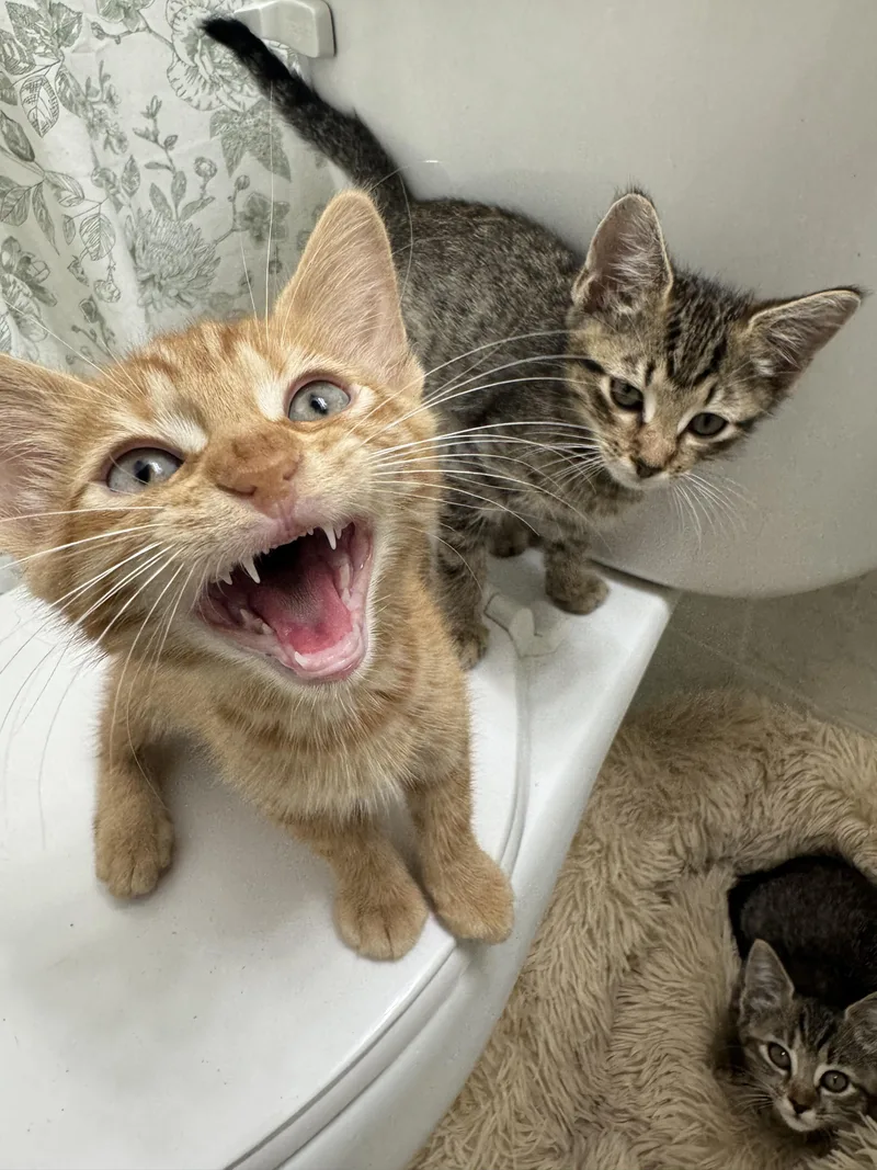 A baby medium-sized male Tabby (Orange / Red) Domestic Short Hair cat named Buckwheat and Farro for adoption in Brooklyn, NY