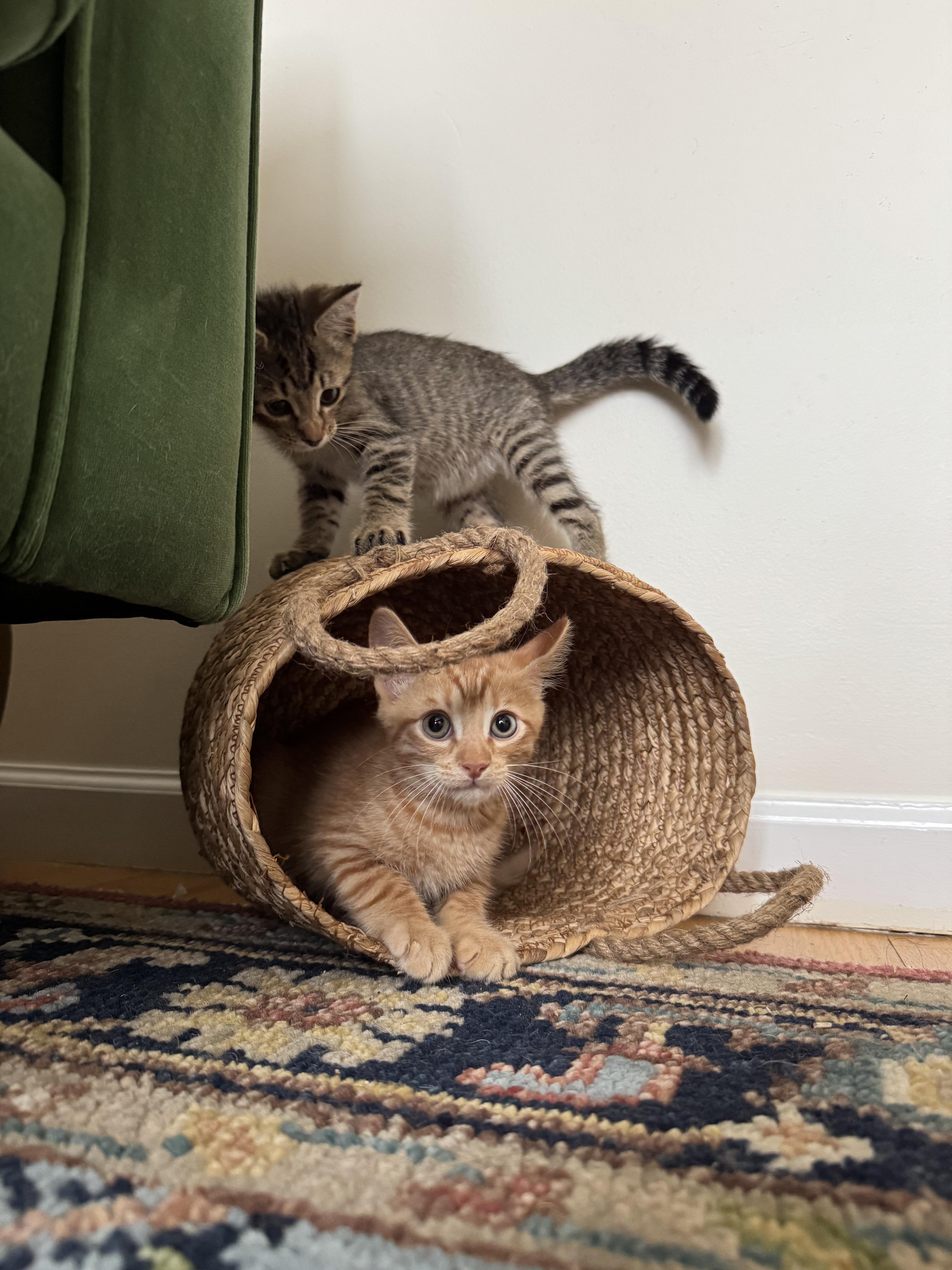 Buckwheat and Farro thumbnail 3