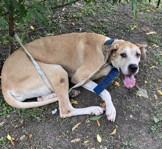 An adult extra large-sized female Mixed Breed dog named Susan for adoption in Dallas, TX