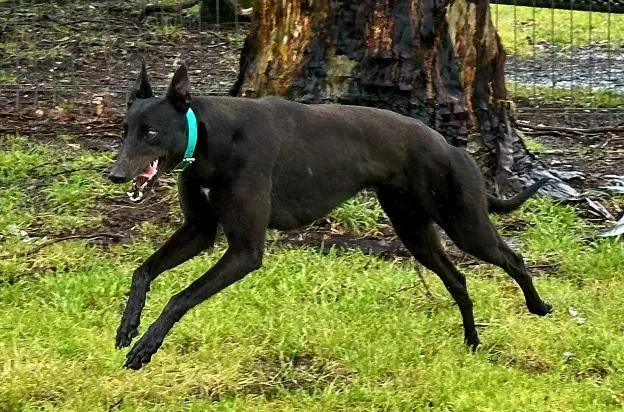An adult large-sized female Greyhound dog named Black Kelly for adoption in Tarpon Springs, FL