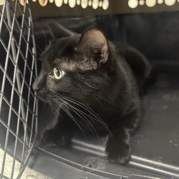 An adult small-sized female Domestic Short Hair cat named Dahlia for adoption in Des Moines, IA