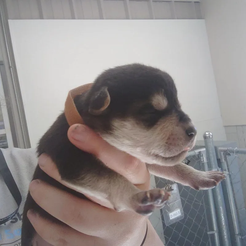 Goober thumbnail 4