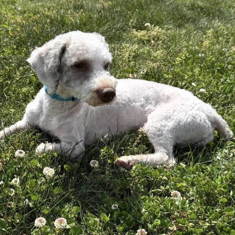 Hartwin Winks thumbnail 2