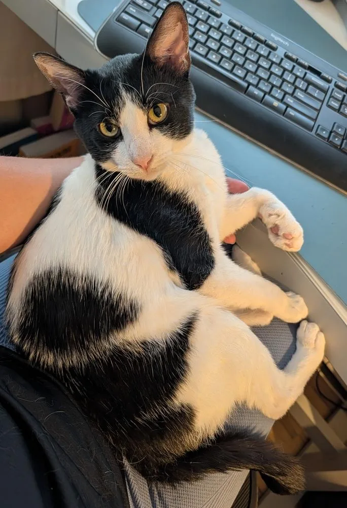 An adult small-sized male Domestic Short Hair cat named Bailey for adoption in Broomfield, CO
