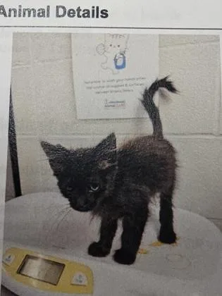A baby small-sized male Domestic Short Hair cat named Tony Tony Chopper for adoption in Cincinnati, OH