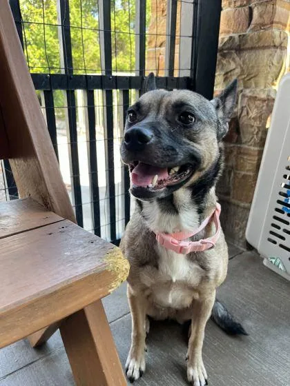 An adult large-sized female Terrier dog named Moli for adoption in Knoxville, TN