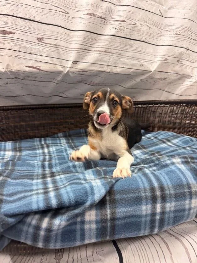A baby medium-sized male Tricolor (Brown, Black, & White) Terrier dog named Jagger for adoption in Neillsville, WI