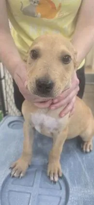 A baby medium-sized male Terrier dog named Jack for adoption in Paducah, KY