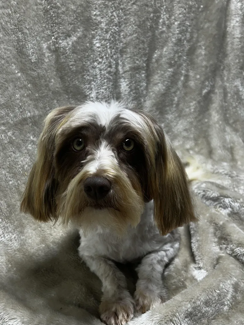 An adult small-sized female Havanese dog named Amber for adoption in Elyria, OH
