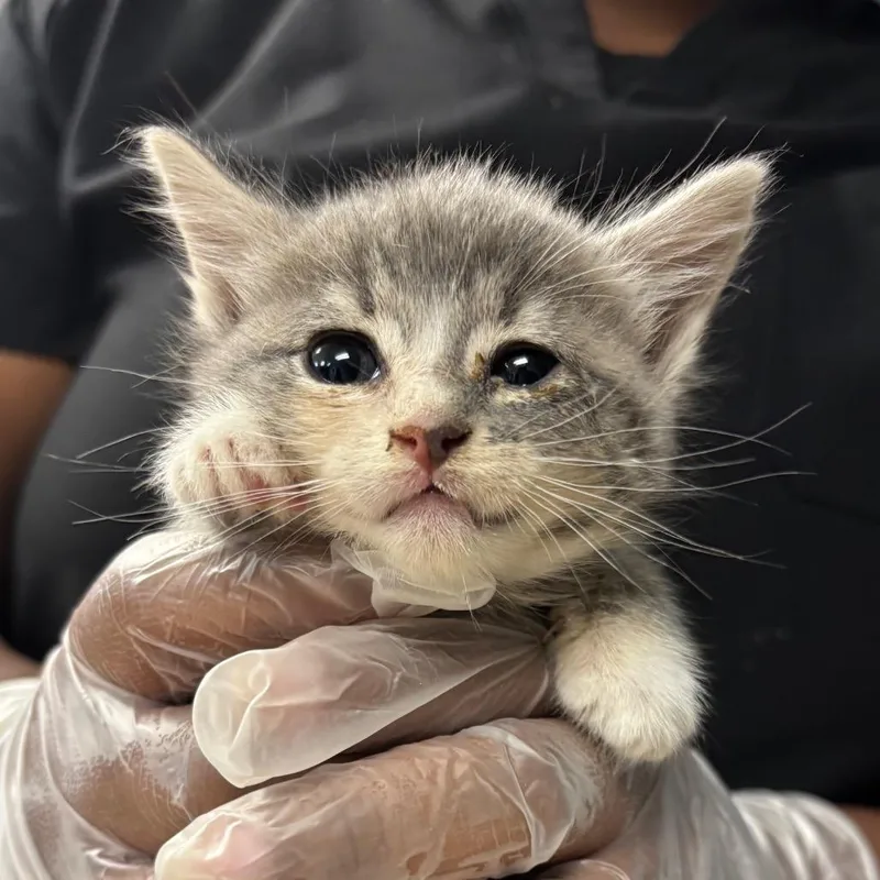 A baby small-sized female Calico Domestic Short Hair cat named Tamera for adoption in Newark, NJ