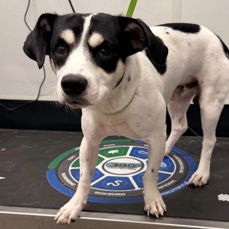 An adult small-sized male White / Cream Jack Russell Terrier dog named Jesus for adoption in Tampa, FL