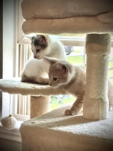 Twix thumbnail 4