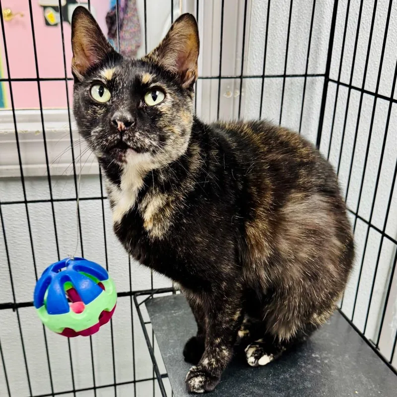 An adult small-sized female American Shorthair cat named Sophia for adoption in Lebanon, MO