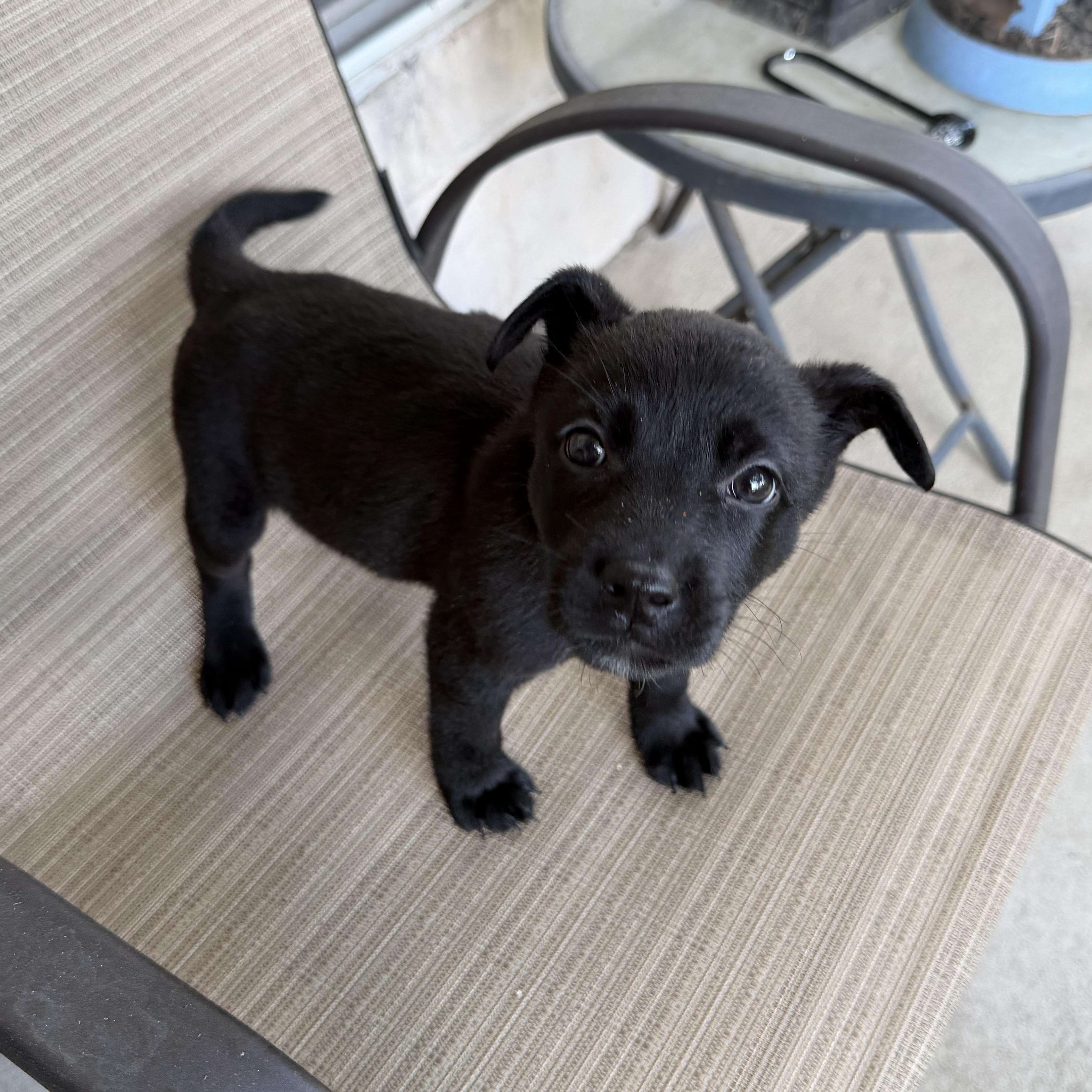 A baby medium-sized female Black Labrador Retriever dog named Bella for adoption in Humble, TX