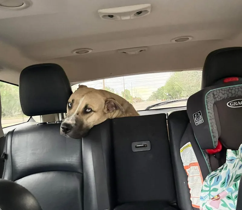 A young large-sized male Apricot / Beige Shepherd dog named James for adoption in Thornton, CO