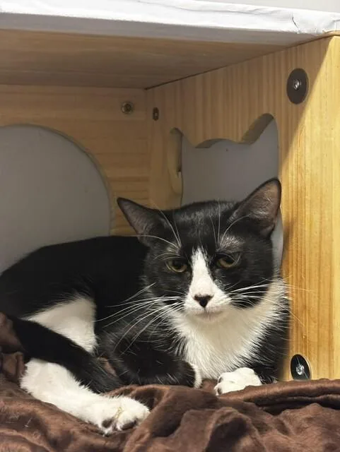 A baby medium-sized male Black & White / Tuxedo Domestic Short Hair cat named Fitz for adoption in Hudson, NH