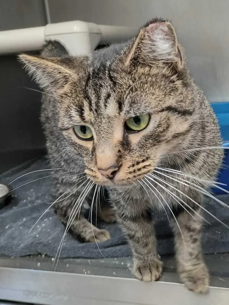 An adult large-sized male Domestic Short Hair cat named Bram for adoption in Bowling Green, OH