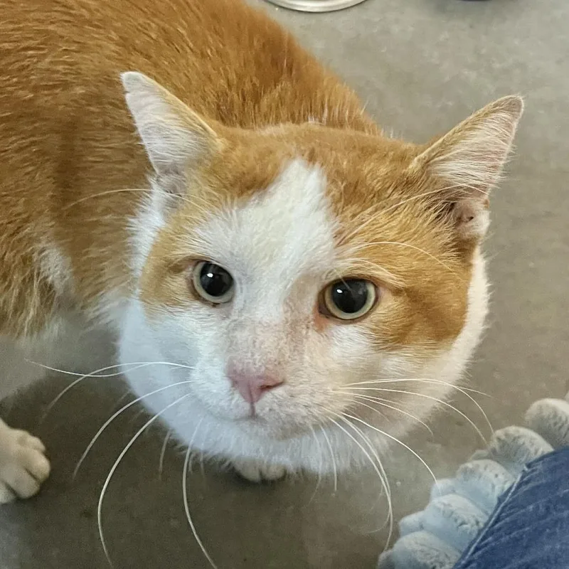 An adult large-sized male White Domestic Short Hair cat named Willie for adoption in Owosso, MI