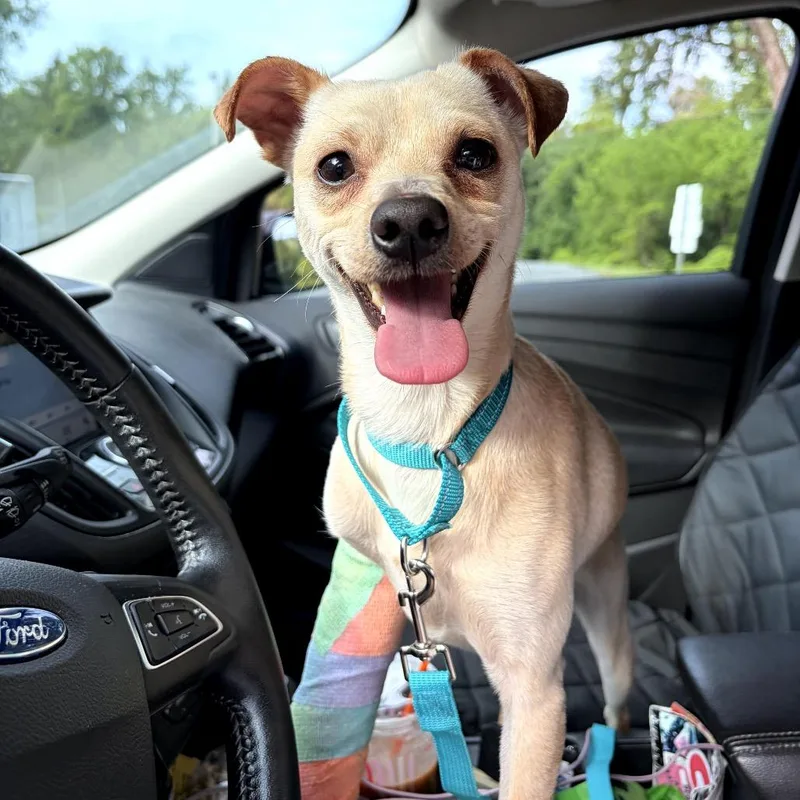 An adult small-sized male Yellow / Tan / Blond / Fawn Chihuahua dog named Alex for adoption in Medford, NJ