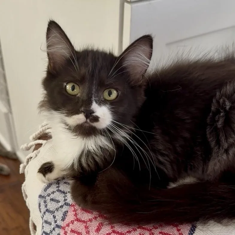 A young large-sized male Domestic Medium Hair cat named Pip for adoption in Garden Grove, CA