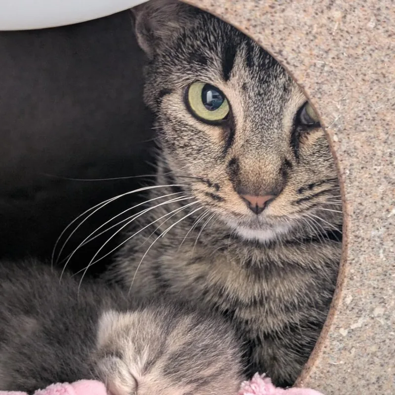An adult small-sized female Brown / Chocolate Domestic Short Hair cat named Ruby for adoption in Buchanan Dam, TX