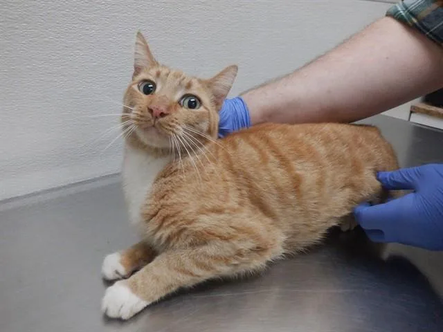 A senior small-sized male Domestic Short Hair cat named Thomas for adoption in Oroville, CA