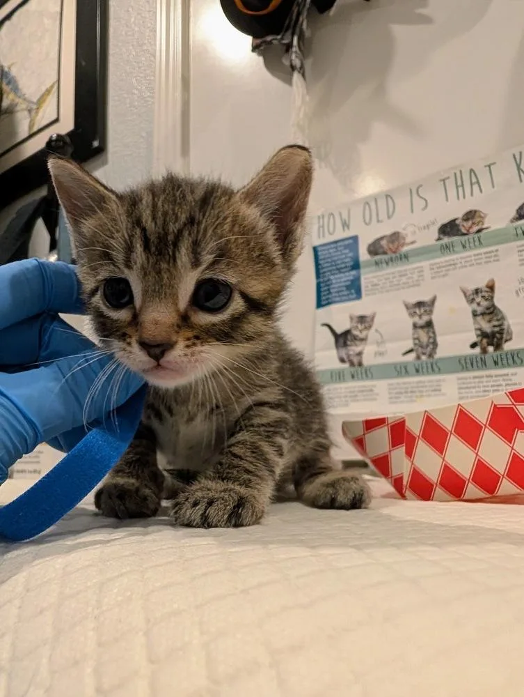 A baby small-sized male Domestic Short Hair cat named Leonardo for adoption in Fremont, CA
