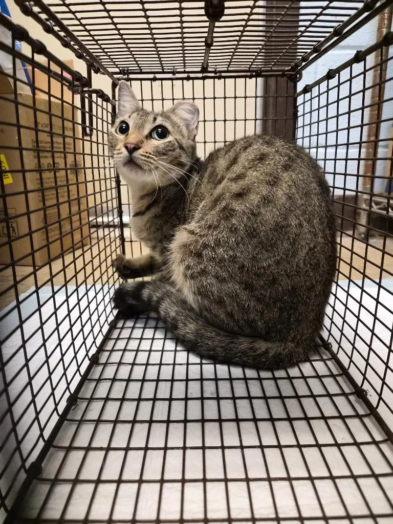 A young medium-sized male Domestic Short Hair cat named Plum Feral for adoption in New Braunfels, TX