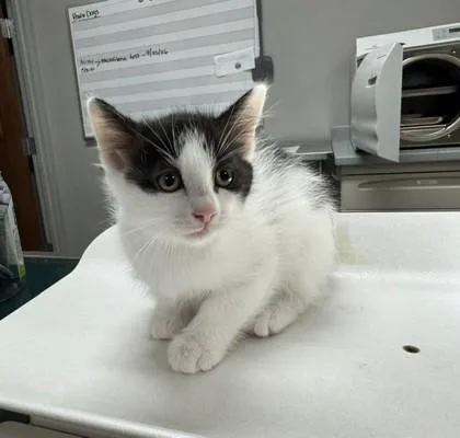 A baby small-sized female Domestic Short Hair cat named Clarabelle for adoption in Pequot Lakes, MN