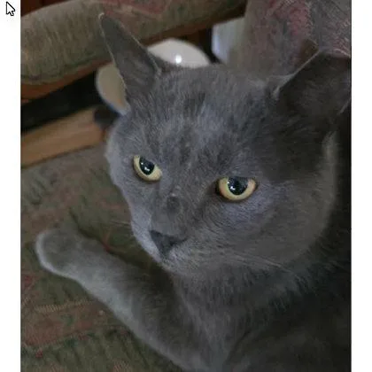 An adult large-sized male Domestic Short Hair cat named Jonathan Tainter FIV+ for adoption in Hudson, MA