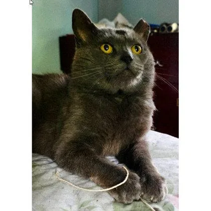 Jonathan Tainter FIV+ thumbnail 3